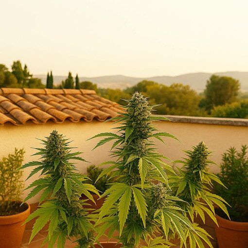 Uprawa konopi indyjskich w hiszpanii przewodnik po klimacie realiach i hiszpanskiej kulturze cultivo privado