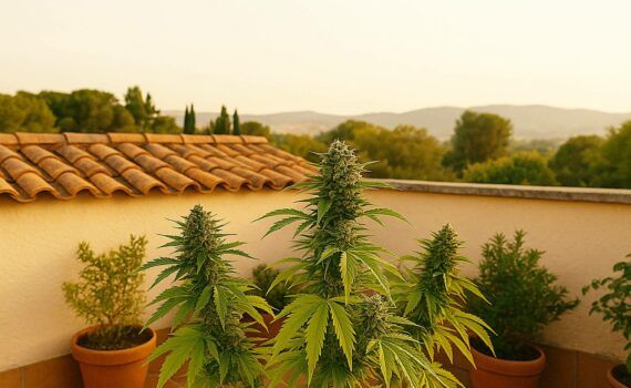 Uprawa konopi indyjskich w hiszpanii przewodnik po klimacie realiach i hiszpanskiej kulturze cultivo privado